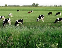 Farm accounting